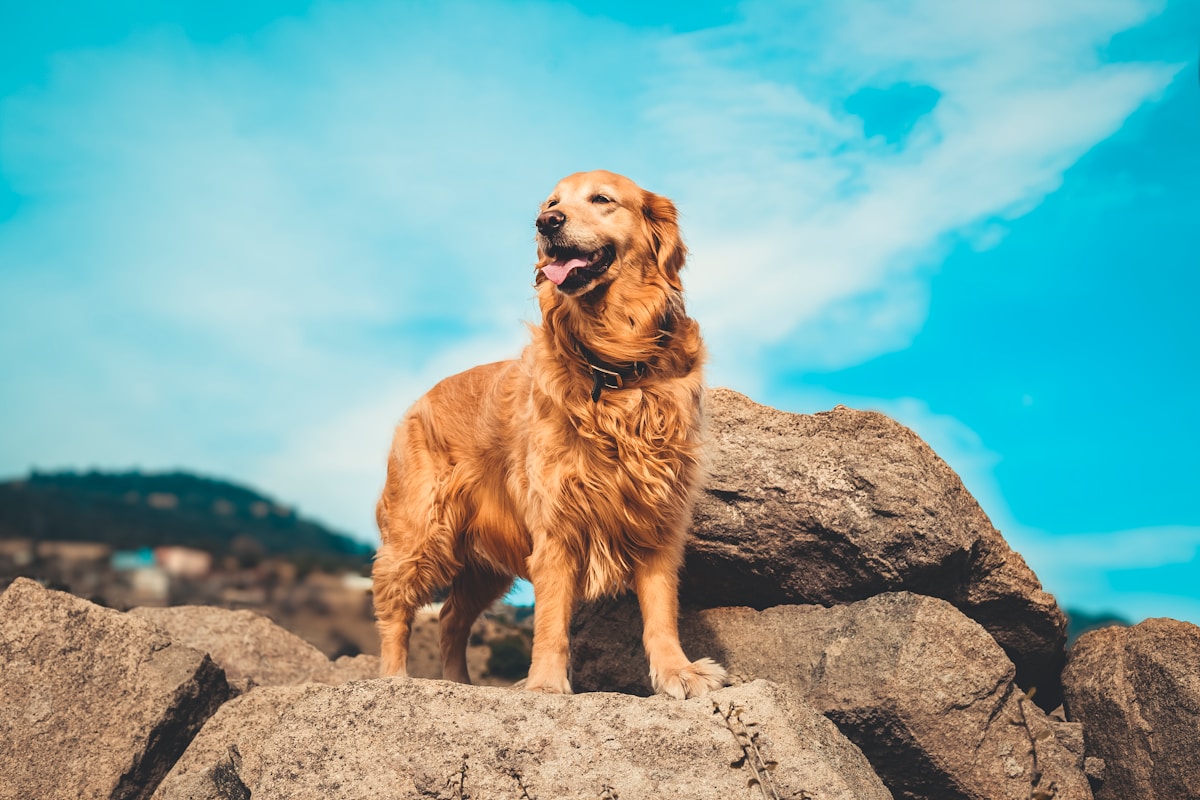 Golden Retriever 'Rippin' Rosie' Steals the Show at World Dog Surfing Championship