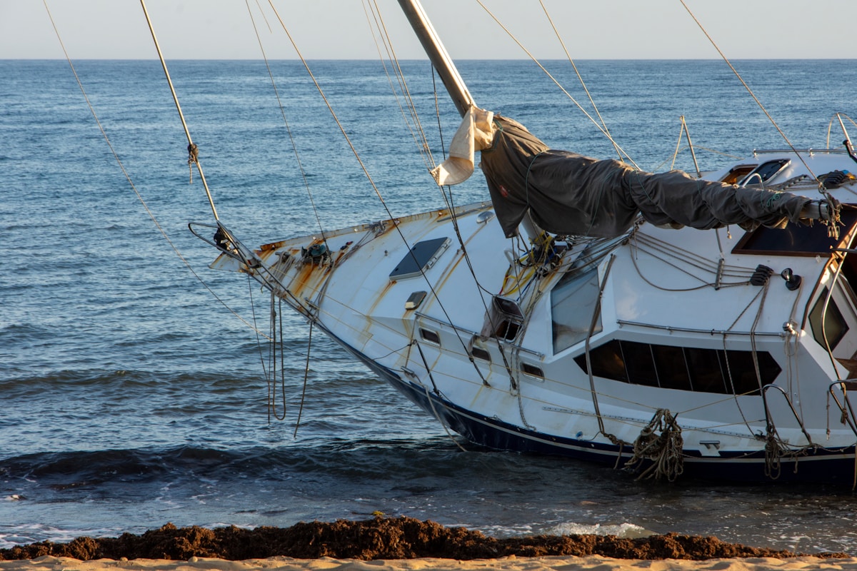 Over 60 Resilient Cats Safely Rescued from Abandoned Sailboat After Dedicated Weeklong Effort