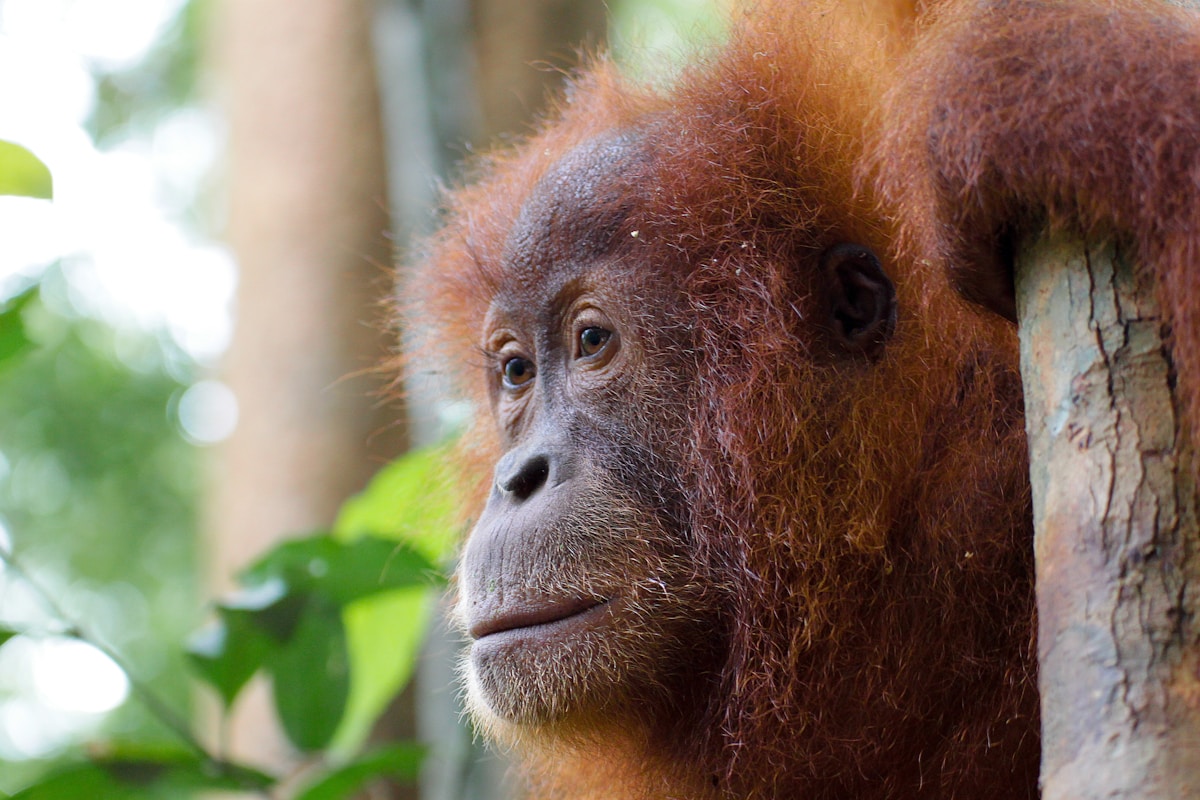 Rehabilitated Orangutans Spark a New Generation in a Protected Sumatran Forest