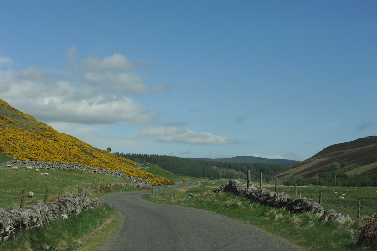 A Million Sunflowers Brighten the Scottish Countryside as Popular Trail Returns