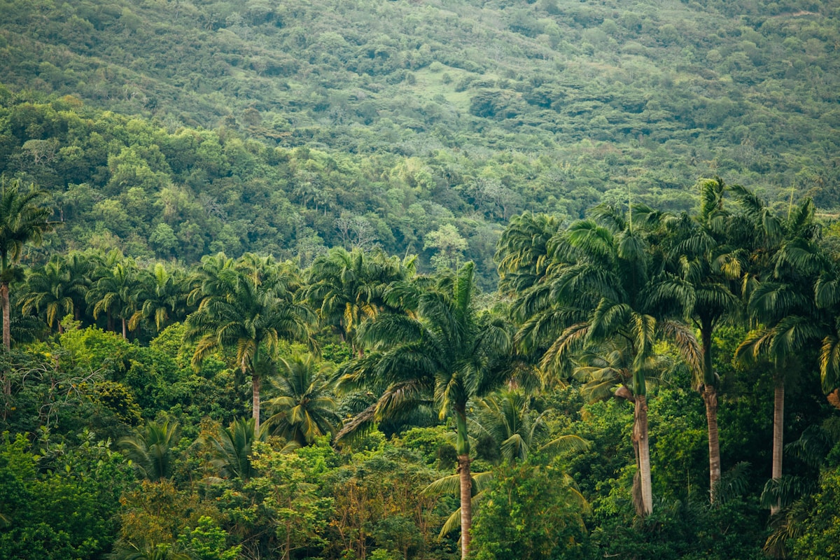 Amazon Deforestation Plummets as Nature and Tech Offer New Hope