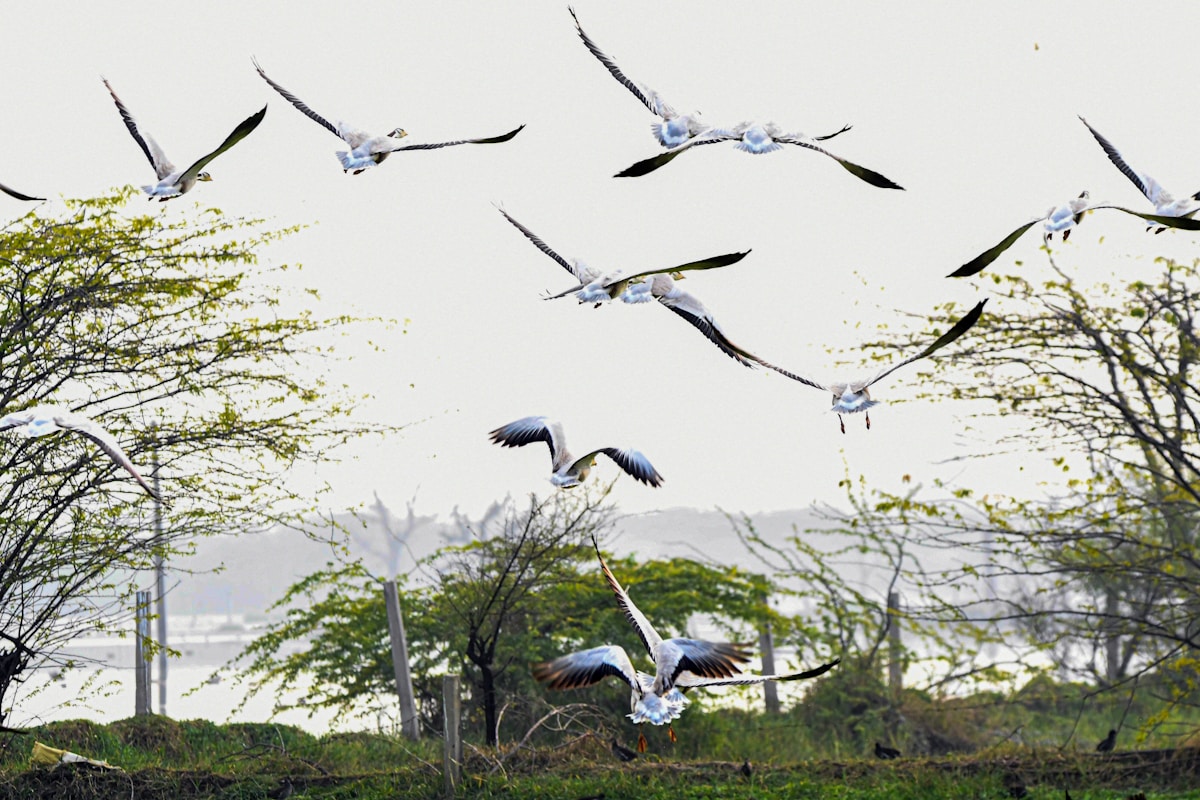 A Century of Skyward Protection: How a Landmark Treaty Saved Hundreds of Migratory Bird Species