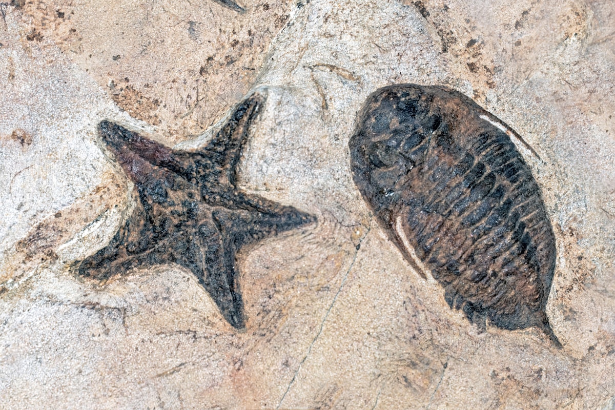 Ancient fossil suggests the origin of live birth is 95 million years older than we thought