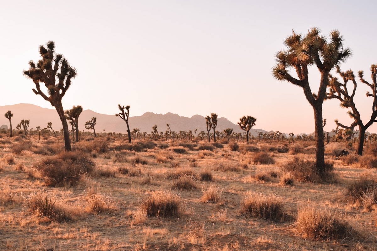 A Humble Desert Succulent Could Soon Replace Trees in Household Paper Products