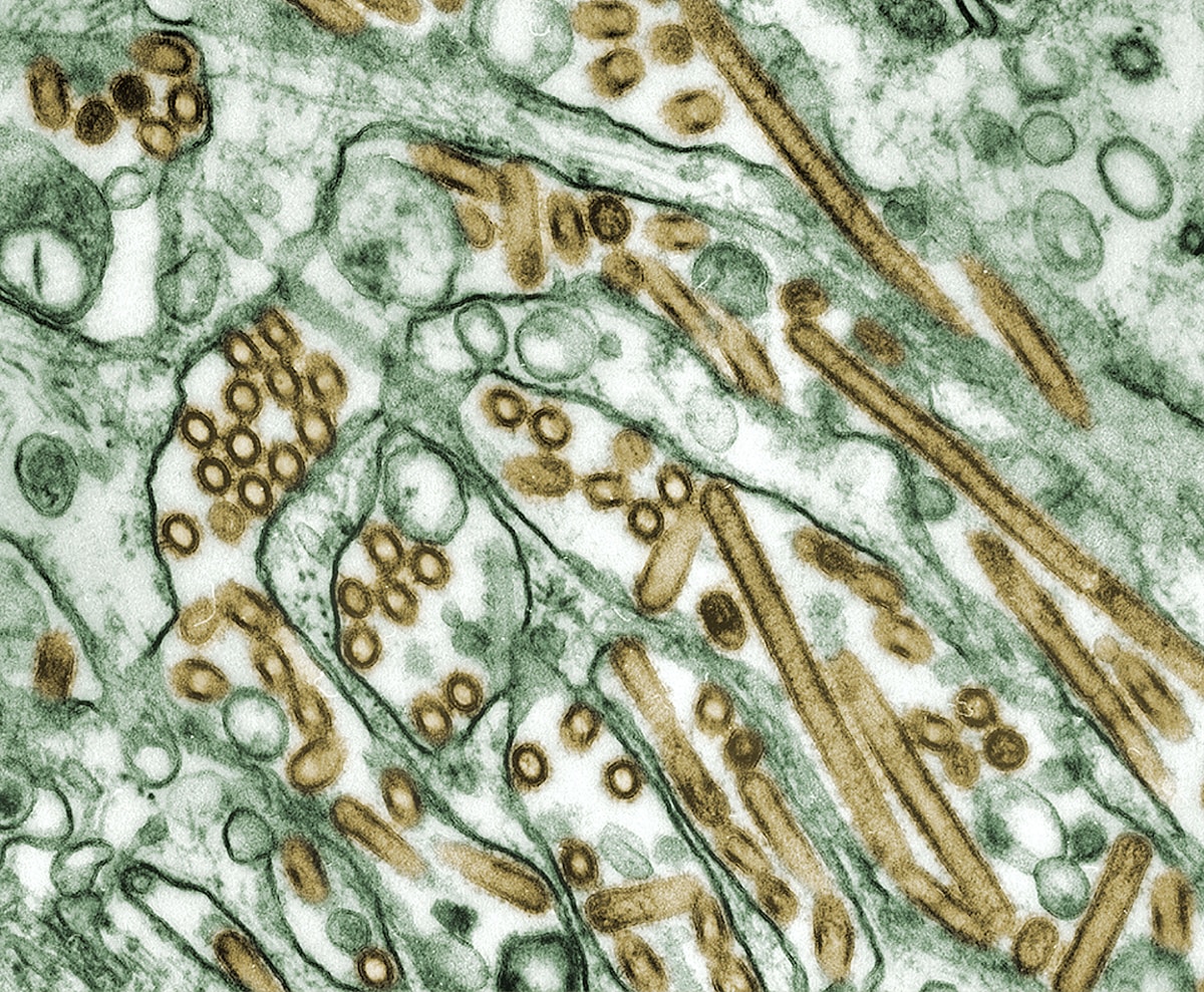 Ancient Microfossils Offer New Clues Into How Complex Life First Evolved