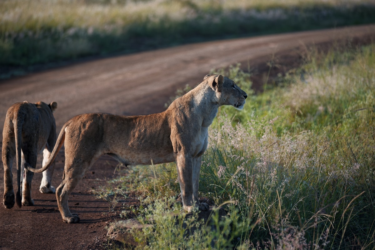 How Trail Cameras and Health Perks are Turning Lion Hunters into Protectors in East Africa