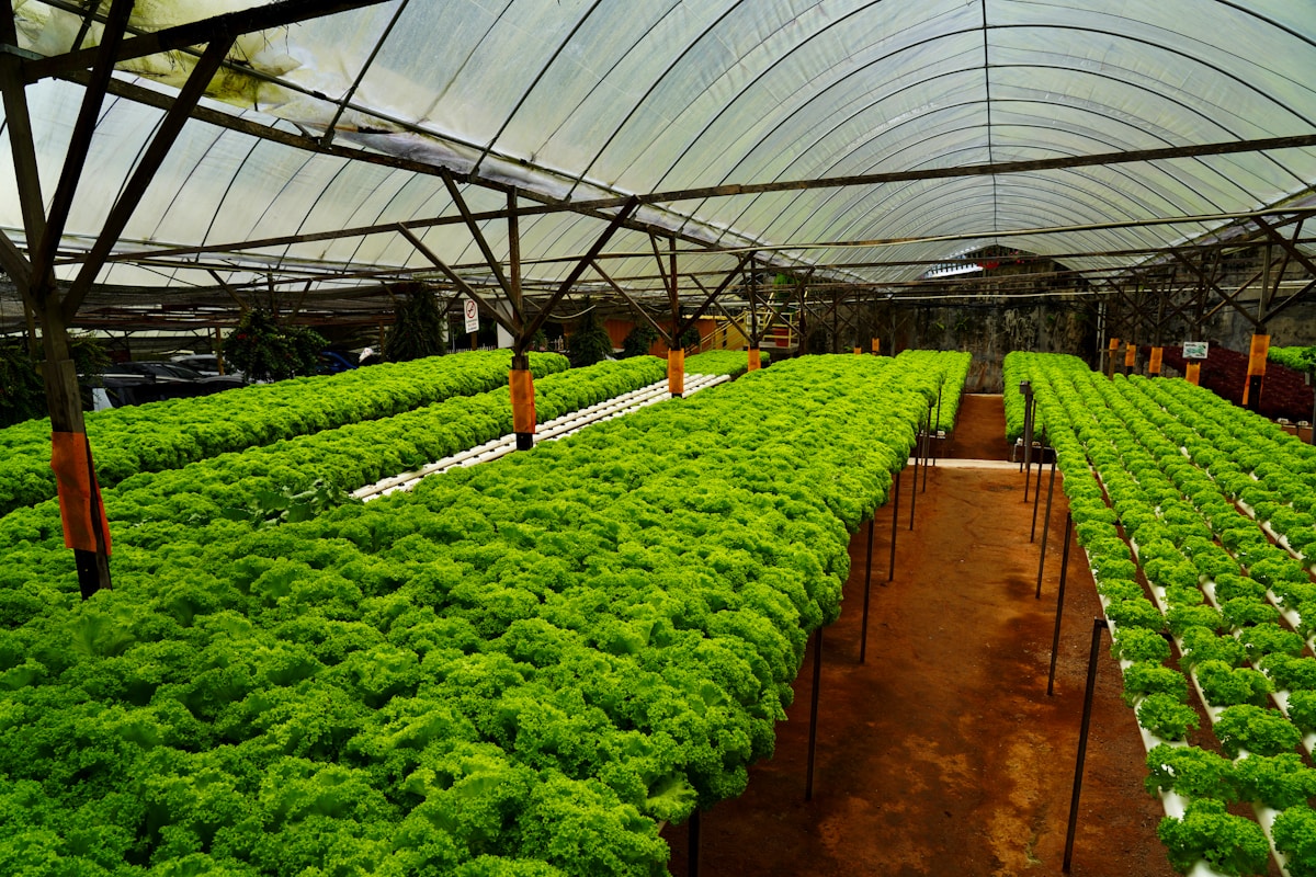 Italian farm uses quantum biomimicry to grow climate-resilient crops