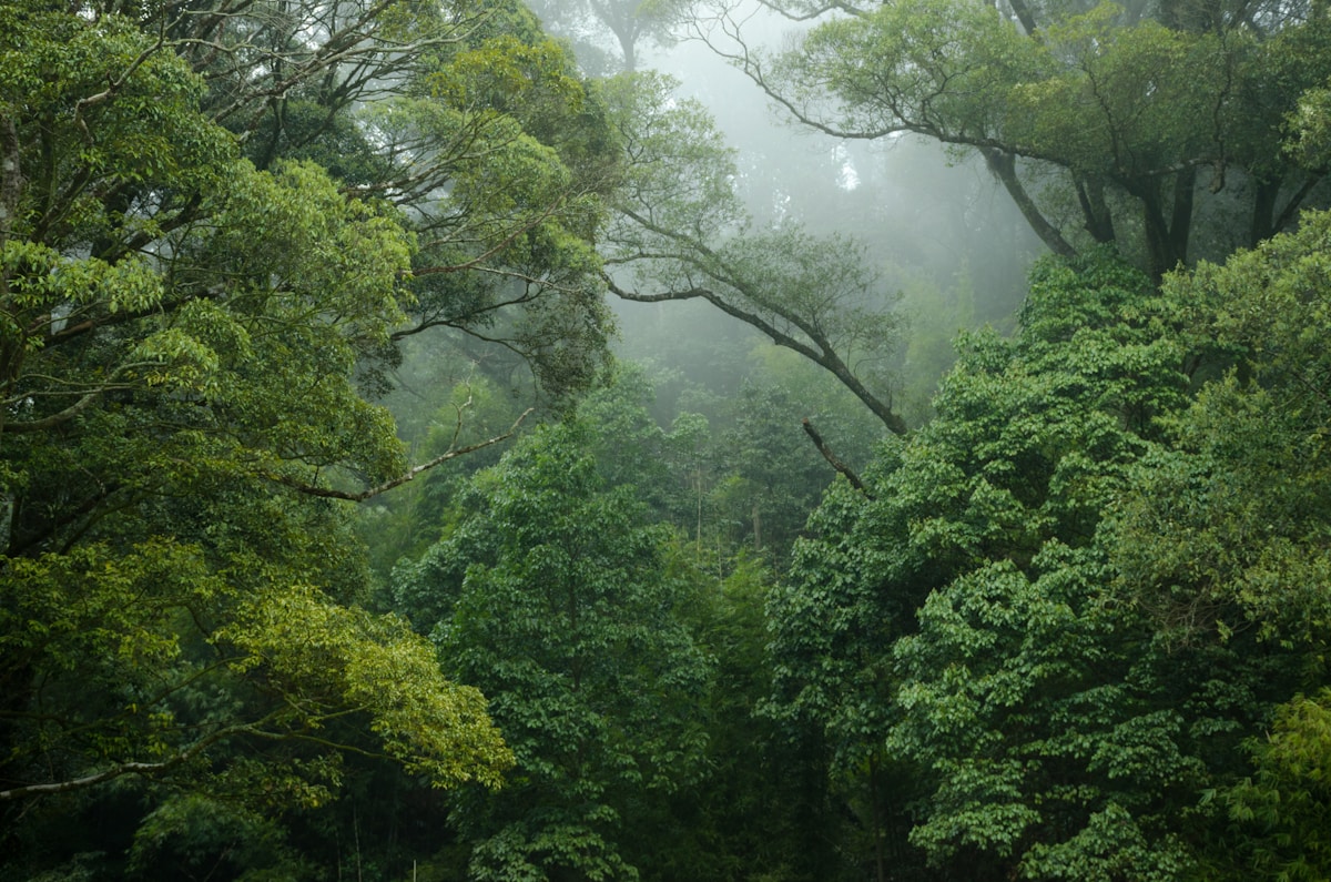Tropical Rainforests Can Recover Nearly All Biodiversity in Just a Few Decades