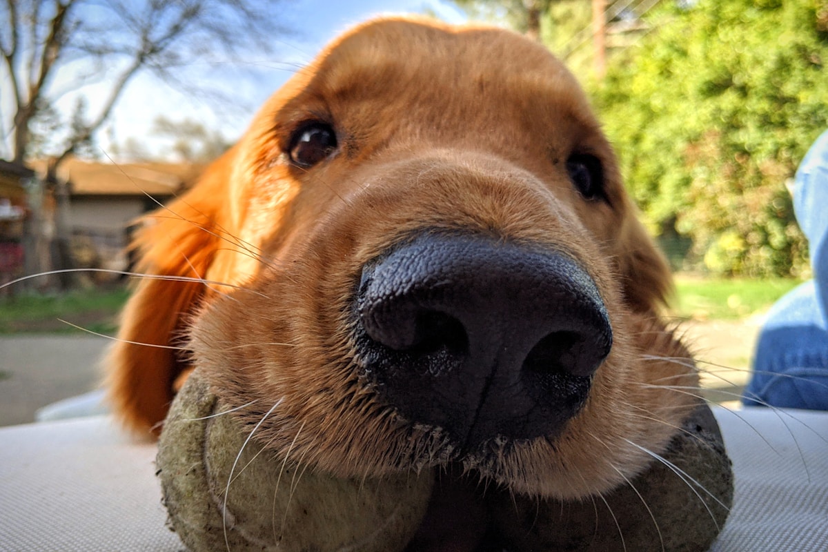 A Hospice Patient’s Last Wish Comes True with a Special Visit from a Golden Retriever Puppy