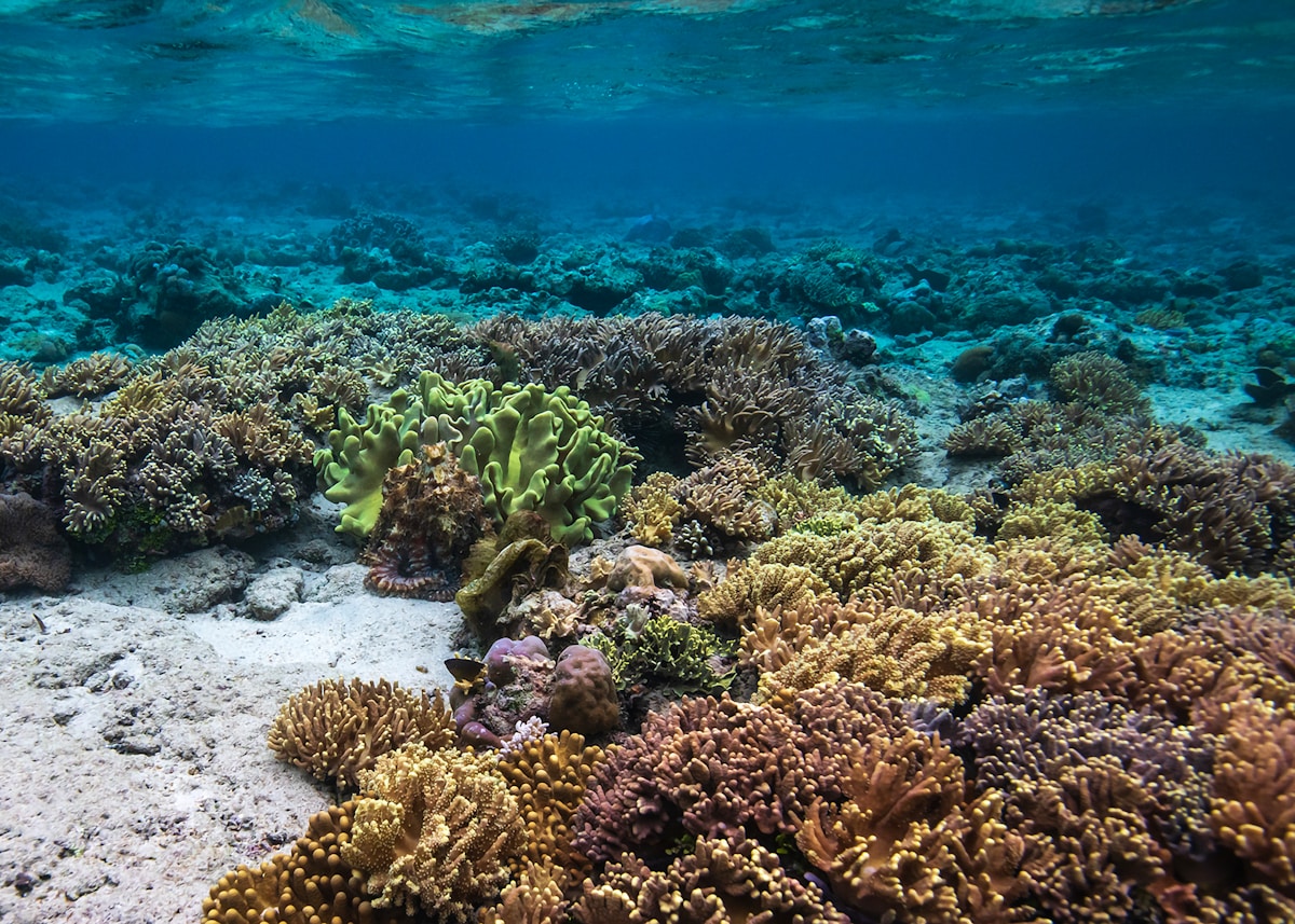Empowering Women to Restore and Protect Indonesia’s Vibrant Coral Reefs