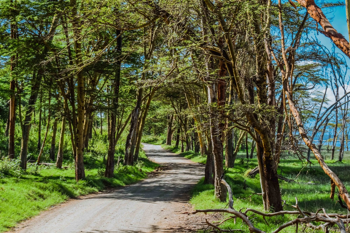 Trail Cameras Reveal a Bustling 'Wildlife Highway' Hidden in a Kenyan Forest