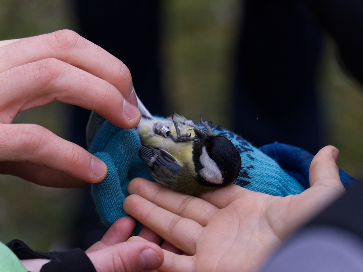 Clever Veterinary Team Uses Tiny Custom Foot Casts to Save Injured Wild Bird