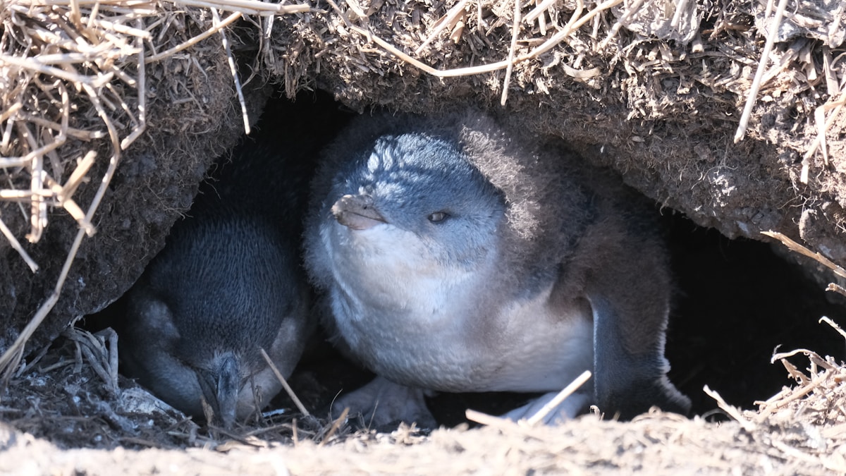 Conservationists Launch Proactive Effort to Vaccinate Australia's Little Penguins Against Bird Flu