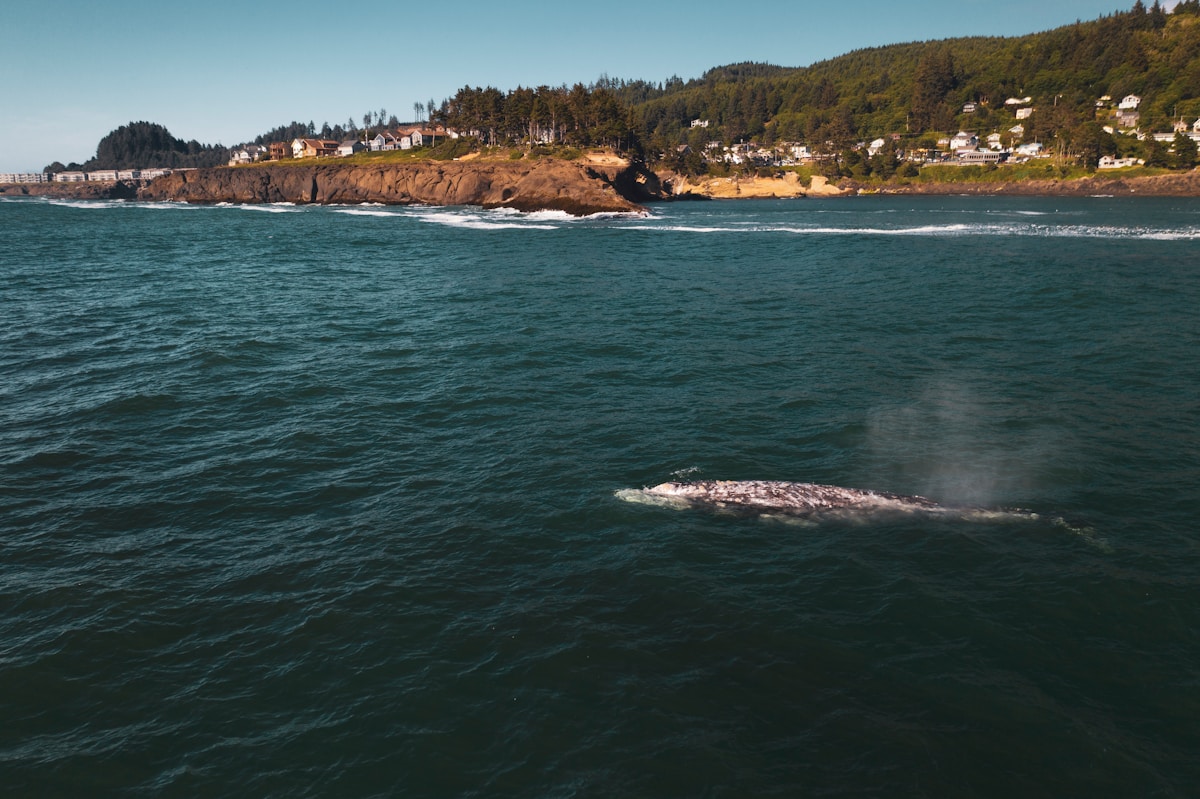 Oregon Approves Innovative Rope-Free Crab Traps to Protect Humpback Whales