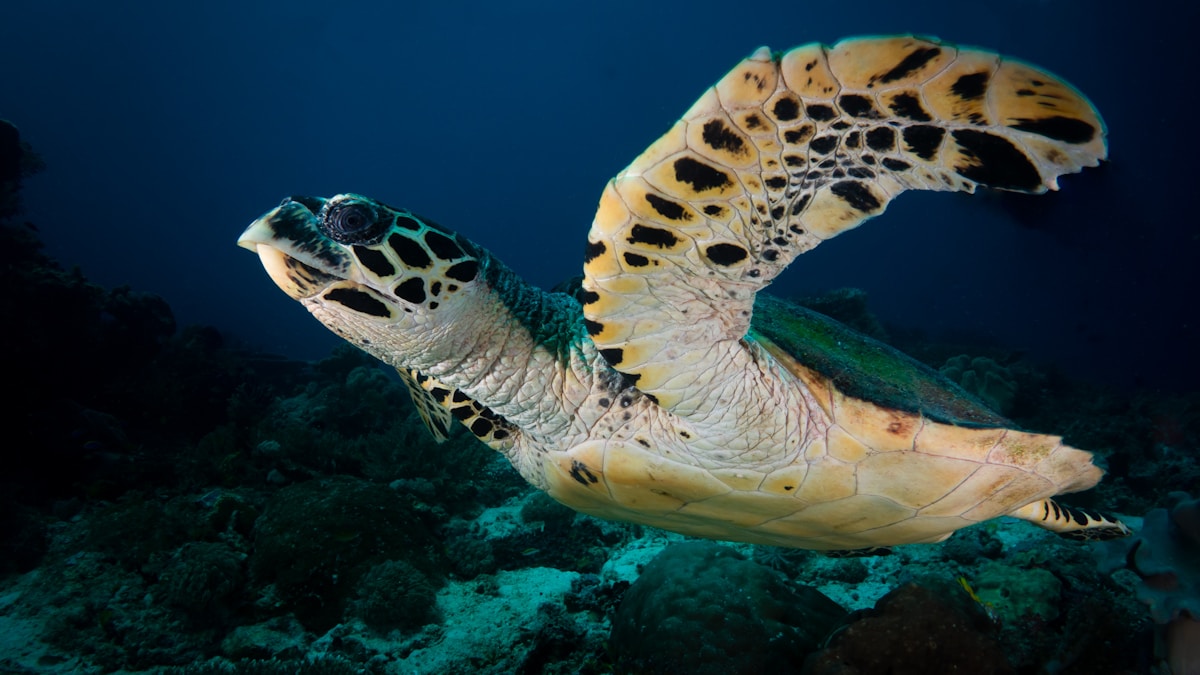 Rescued Sea Turtle Returns to the Wild After Triumphant 92-Day Recovery