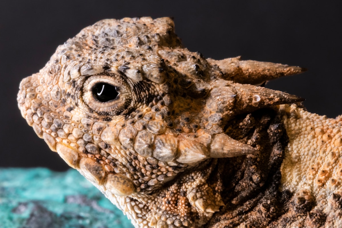 New Horned Lizard Species Discovered in Thailand Named After 'House of the Dragon' Beast