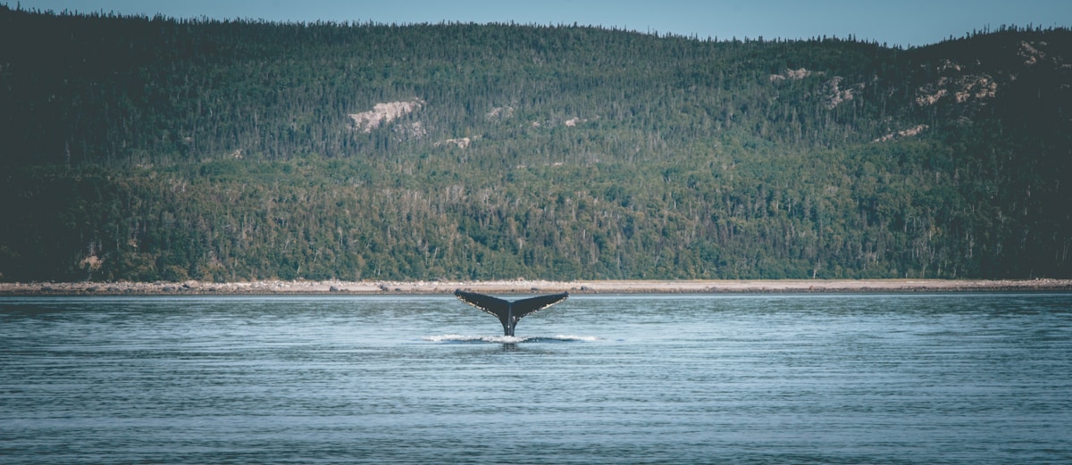 A 'Pivotal Moment' for Cancer Treatment and Rising Whale Populations Lead This Week’s Positive Breakthroughs