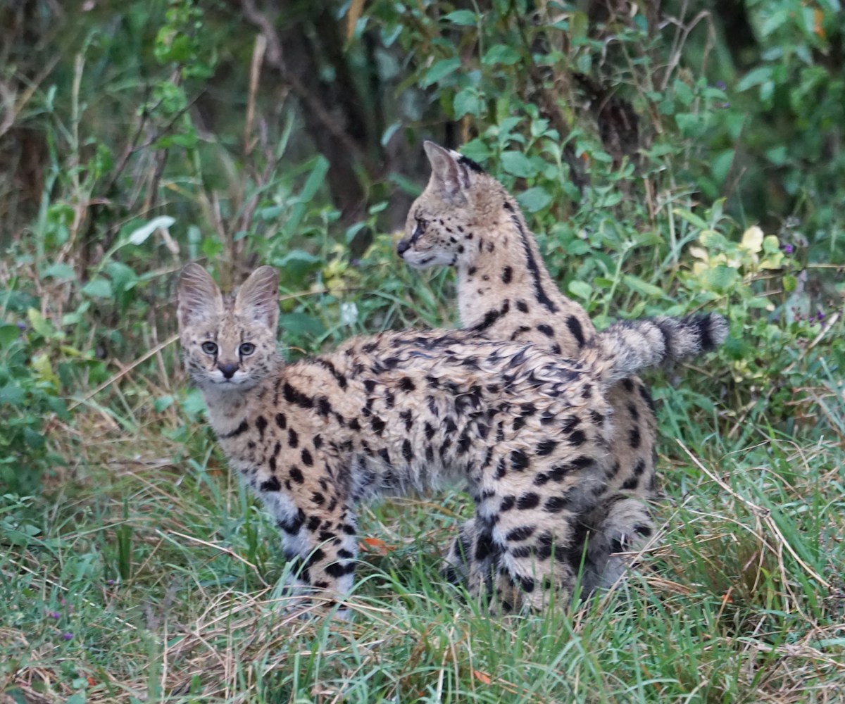 Elusive Wild Serval Kittens Caught on Camera in Rare Conservation Win