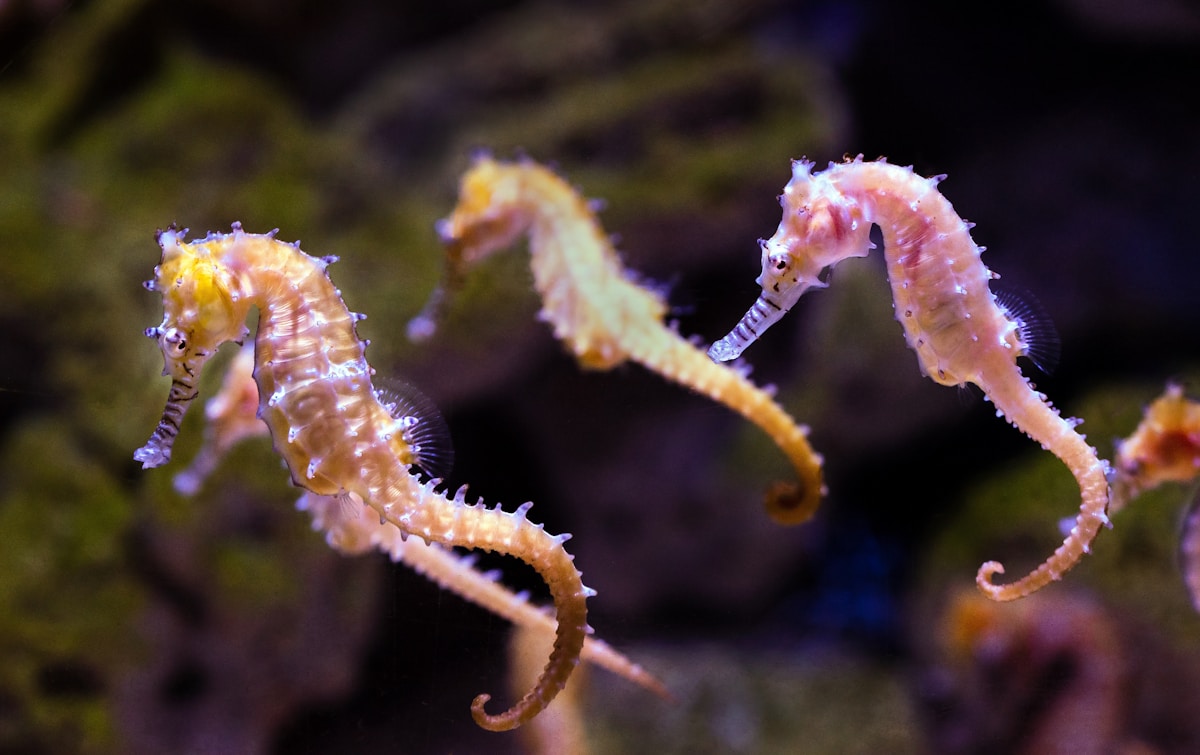 Newly Discovered Seahorse Species Named in Honor of Pioneering Marine Conservationist