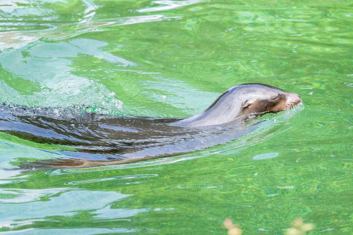 North American River Otter Makes Historic Return to the Bronx After a Century