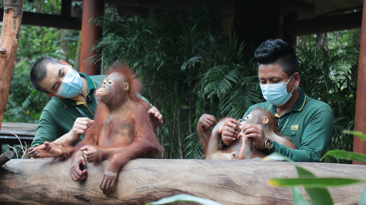 Rescued from Traffickers, Bulan the Orangutan Gives Birth in the Wild