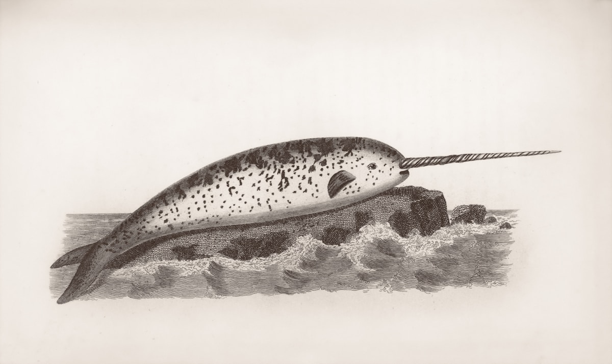 High-Tech X-Rays Solve the Ancient Mystery Behind the Narwhal's Spiral Tusk