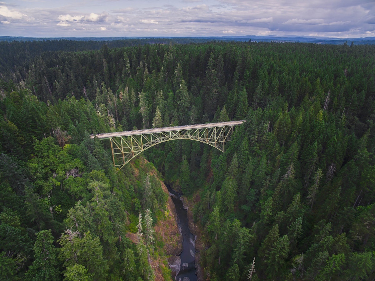 A Dozen Years of Safe Passage: Washington State Wildlife Bridge Celebrates 10,000 Safe Crossings
