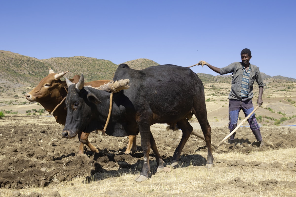 Harnessing the Sunshine: How Solar Irrigation is Transforming Ethiopian Farming