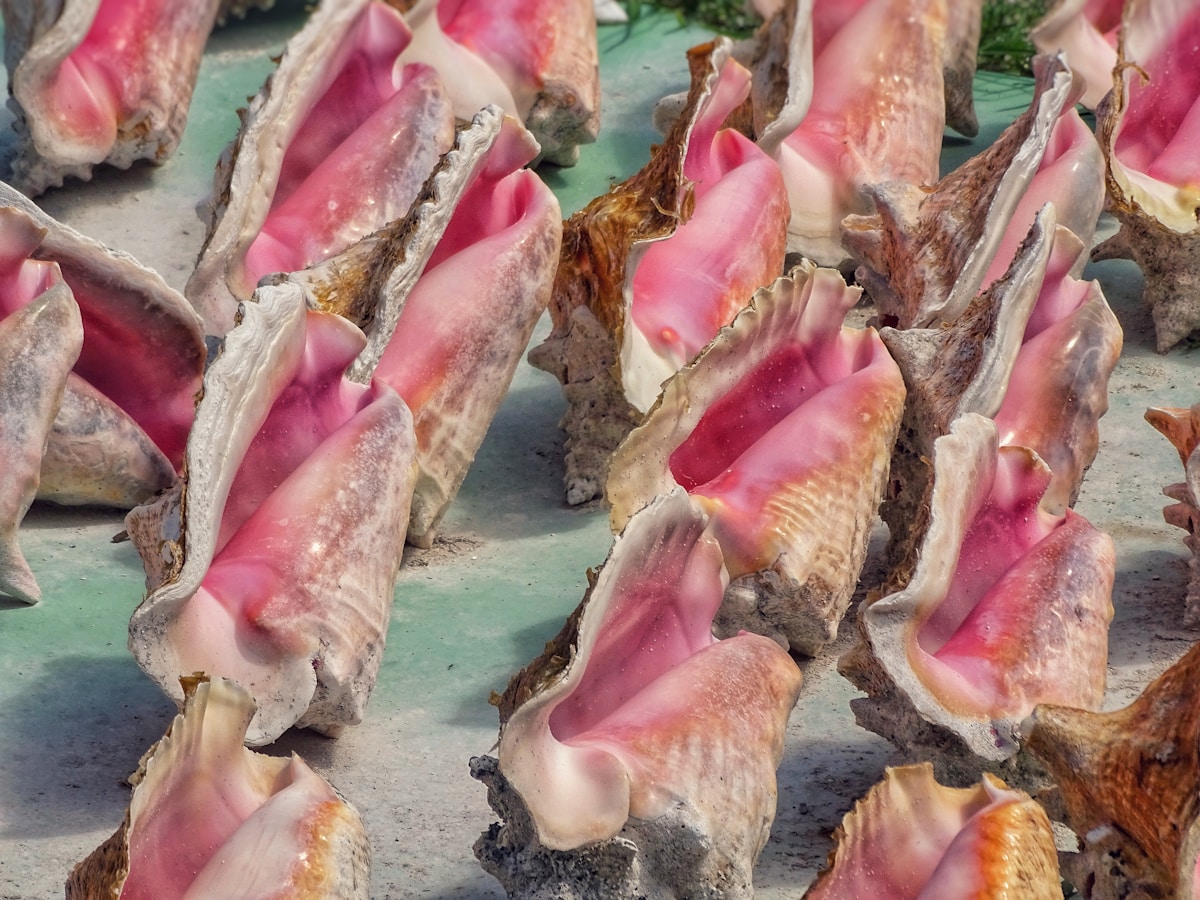 Mobile, Solar-Powered Hatcheries are Helping Save Endangered Queen Conch Snails