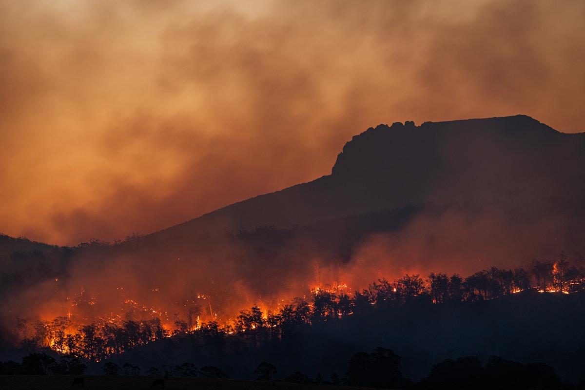 Restoring Natural Landscapes Offers a Powerful Shield Against Rising Wildfires