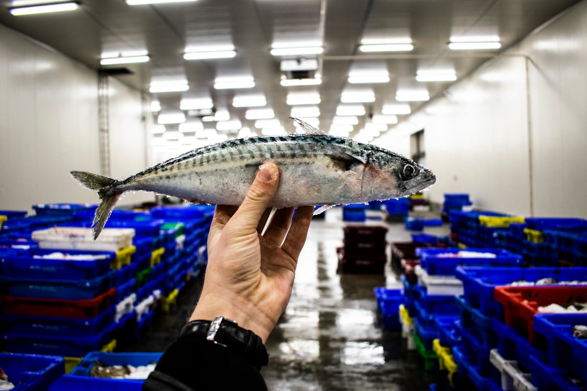 Atlantic Bluefin Tuna Returns to the North Sea After Six Decades