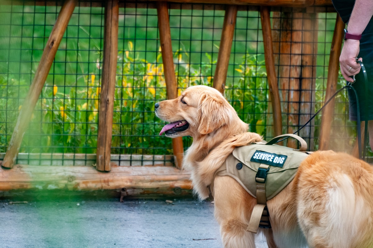 Service Dogs Reconnect with Their Puppy Raisers in a Heartwarming Graduation Reunion