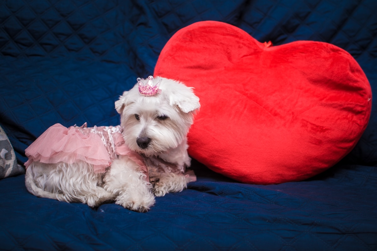 A Shelter's 'Least Wanted' Dog Finds her Perfect Match and Captures Hearts Online