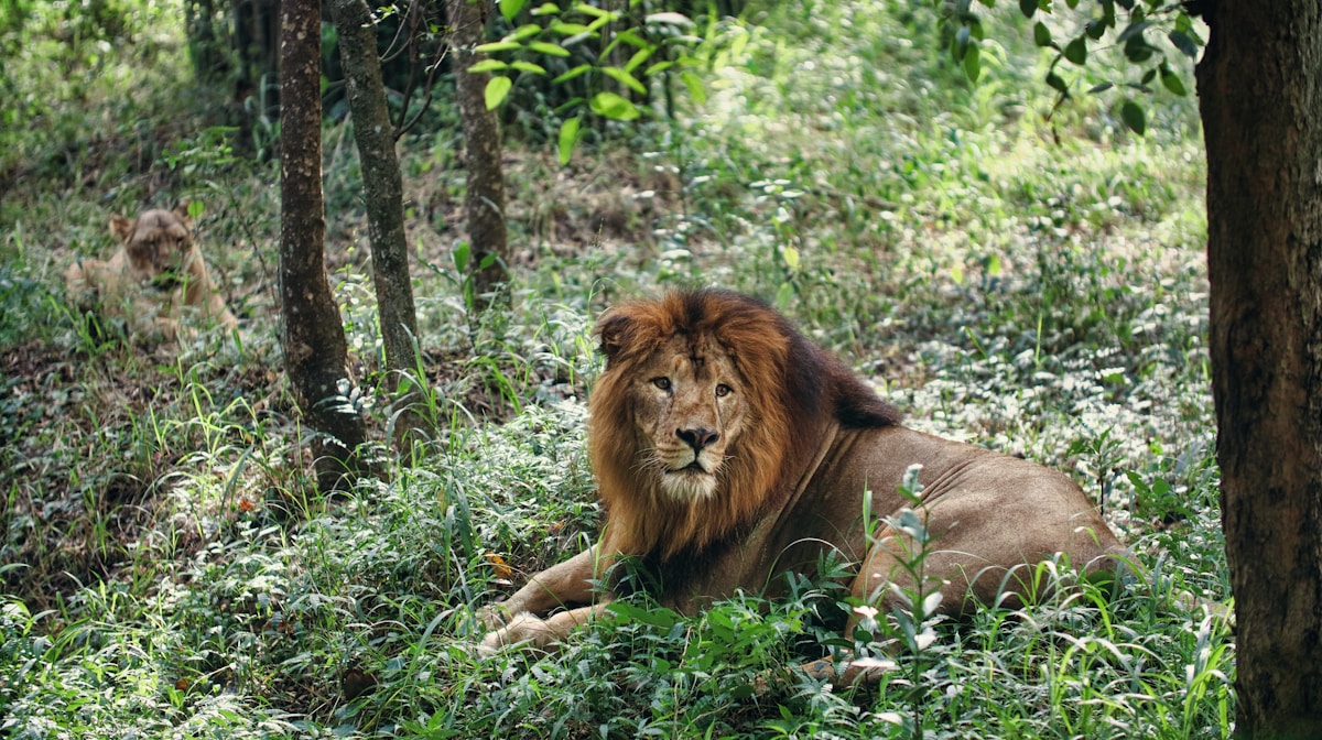 Asiatic Lions Make a Magnificent Comeback in India with Populations Surging 70%