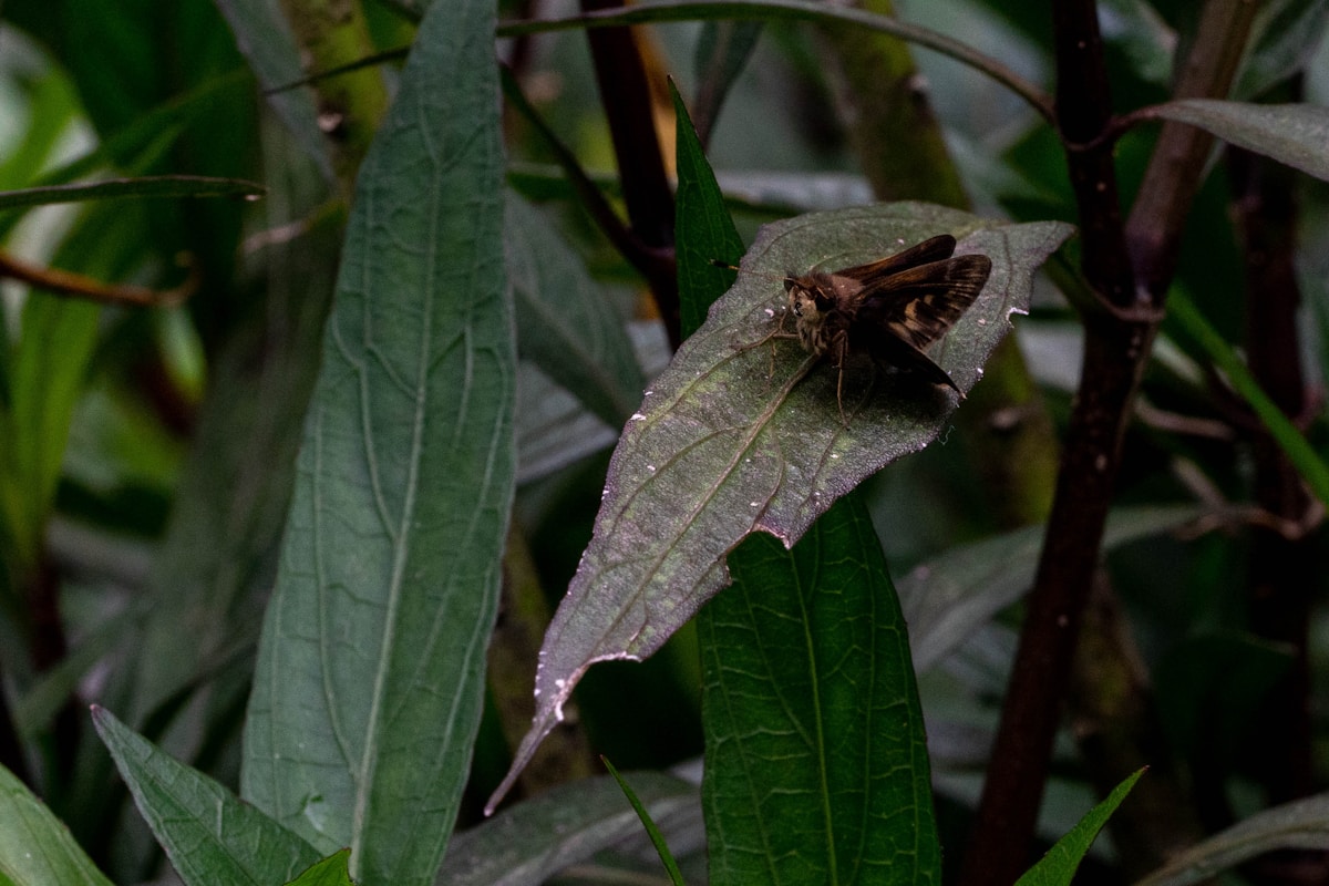 Hidden in Plain Sight: Scientists Finally Recognize Colombia's Elusive Chocó Forest Frog