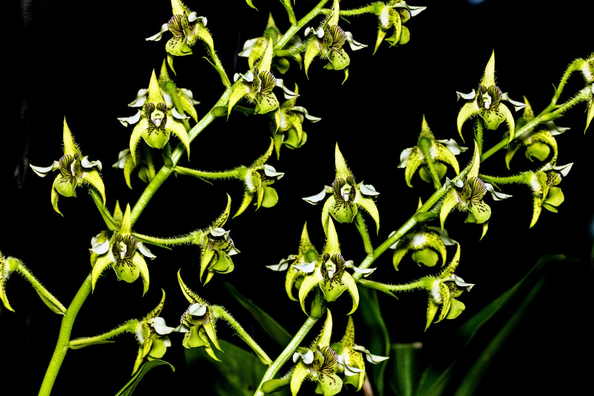 Volunteers and Botanists Double Wild Population of Rare Australian Orchid in Specialized Nursery