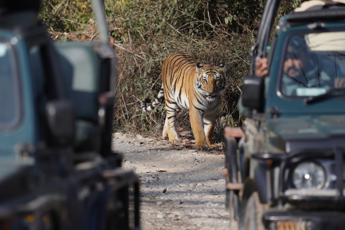 In India’s Tiger Reserves, Women Guides Are Breaking Barriers and Leading the Way