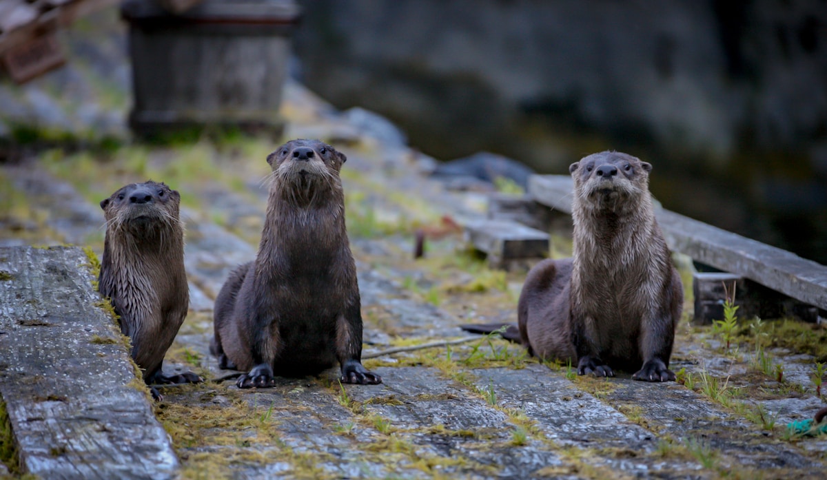 Quick-Thinking British Columbia Retiree Revives Rescued Baby Otter with CPR