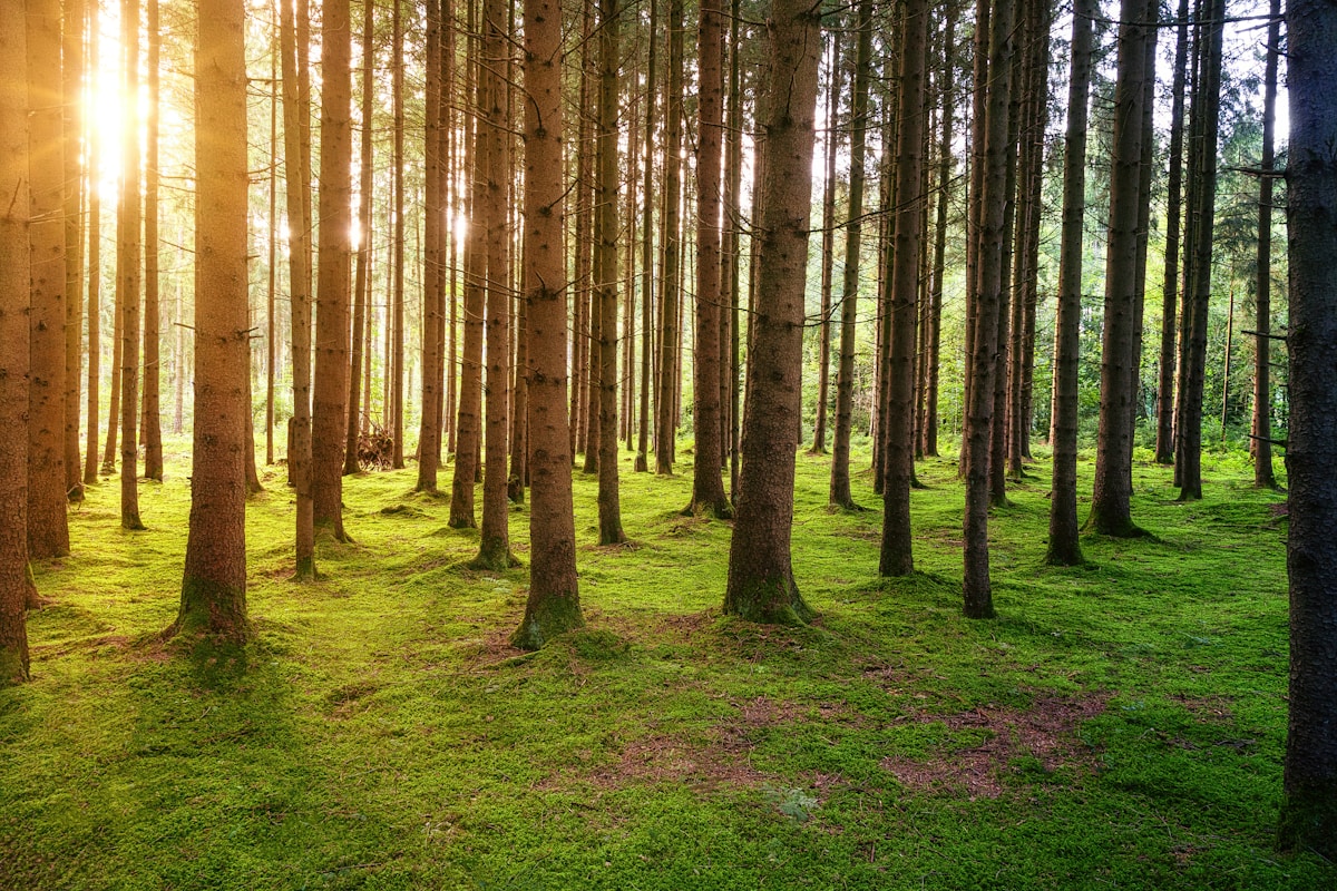 UBC Researchers Turn Forestry Waste Into Biodegradable 'Wood Foam' to Replace Single-Use Plastics
