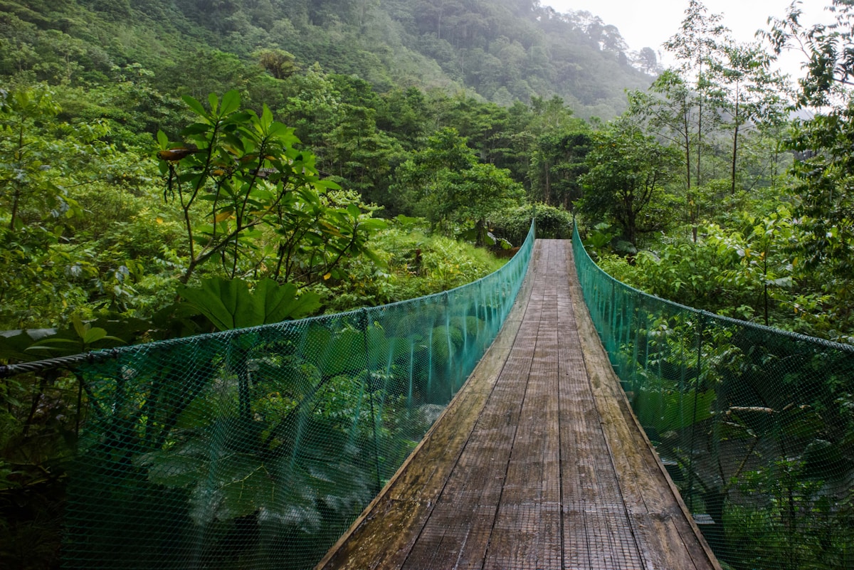 Canopy Crossings in Costa Rica Provide a Safe Path for Sloths
