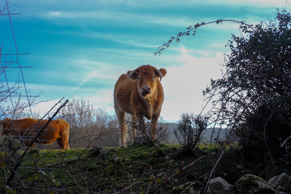 How Spain's Hardiest Livestock Are Helping Prevent Wildfires Naturally