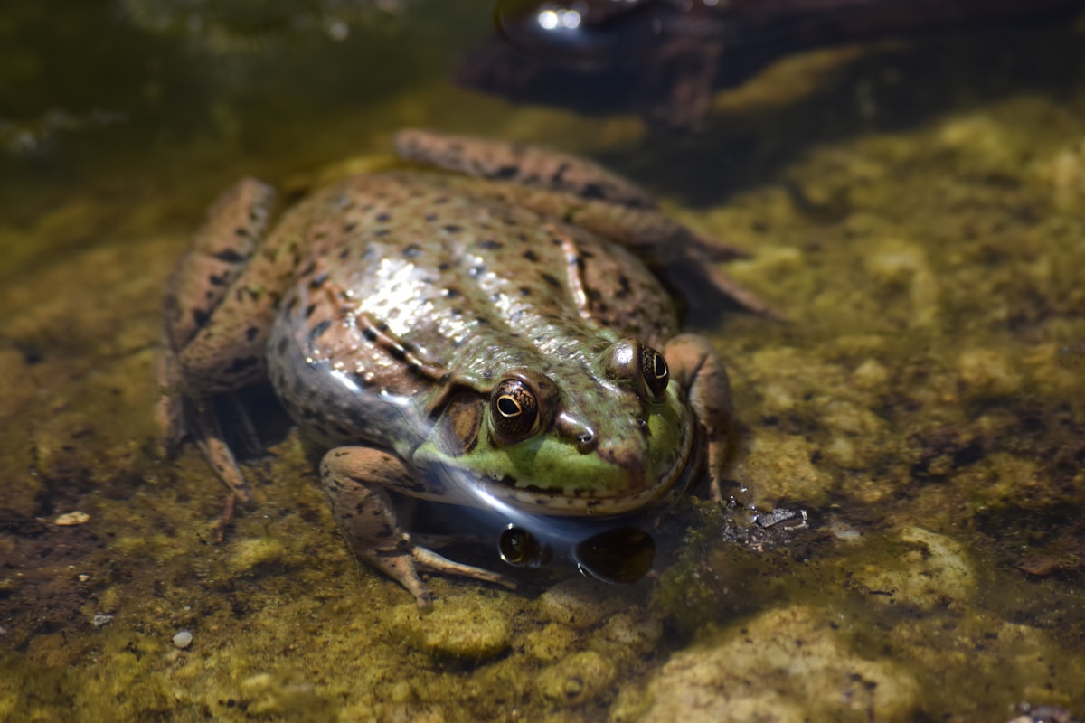 Humble American Bullfrog Holds Key to First-Ever Antidote for Deadly Shellfish Toxin