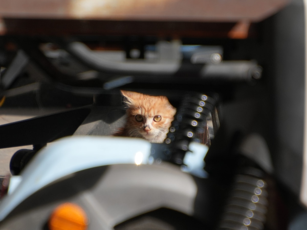 Rescued from an Excavator, a Tiny Kitten Finds a Home and a 'Job' with an Environmental Team