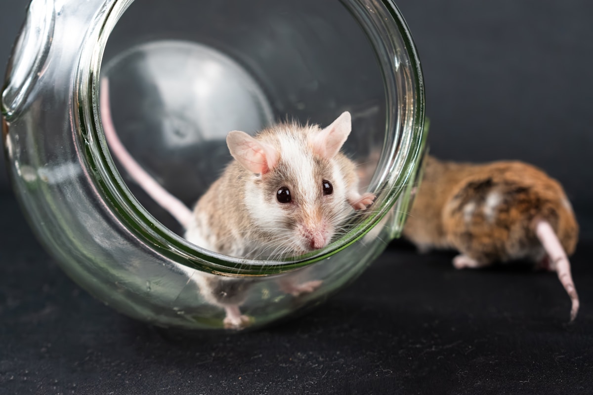 Innovative eye drops restore light perception and vision-guided behavior in mice