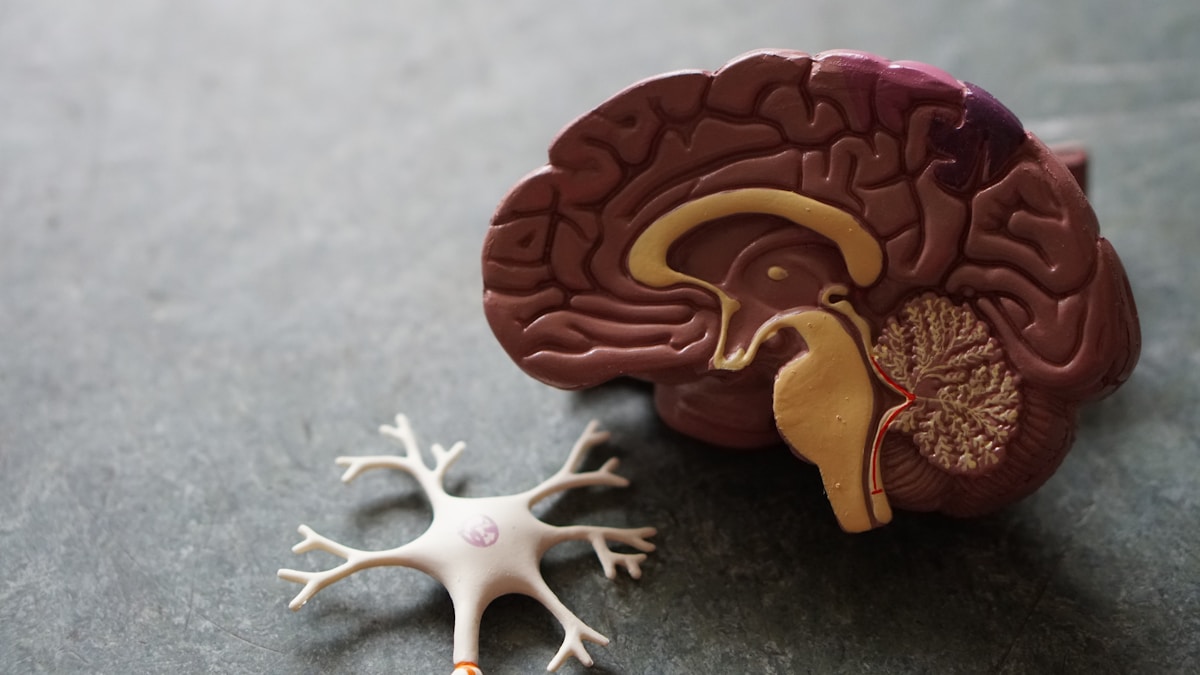 Scientists Unlock the Nervous System's Ability to Rebuild and Heal Itself