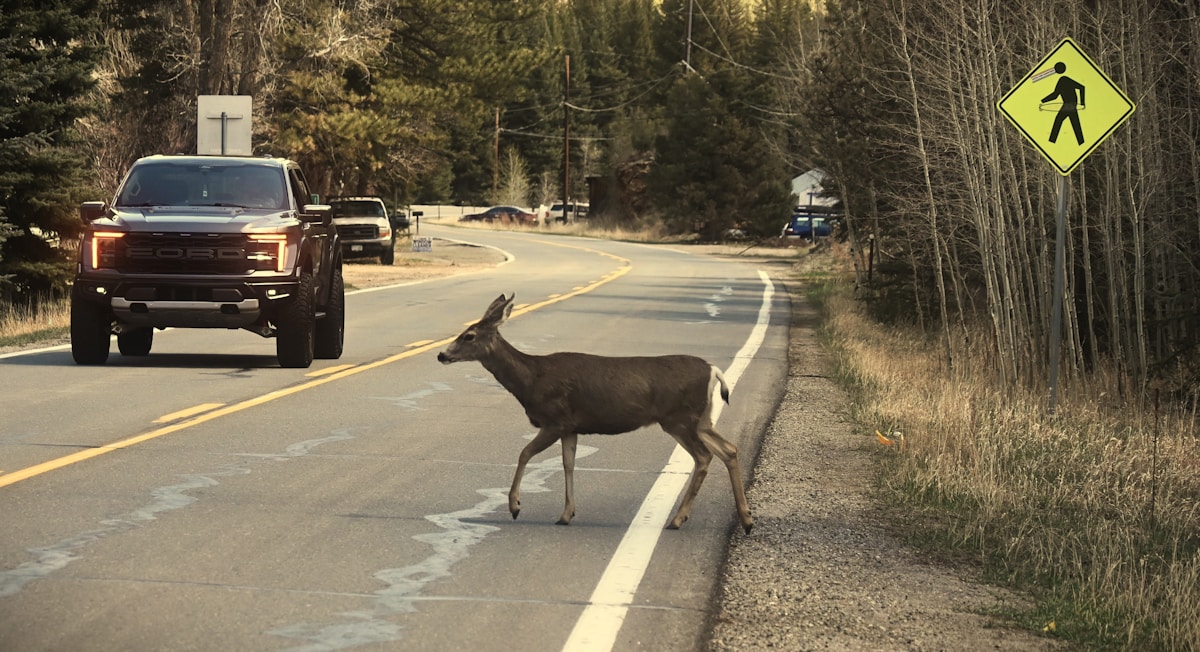 A Truck Driver’s Legacy Lives On as a Historic Bridge is Transformed into a Wildlife Crossing