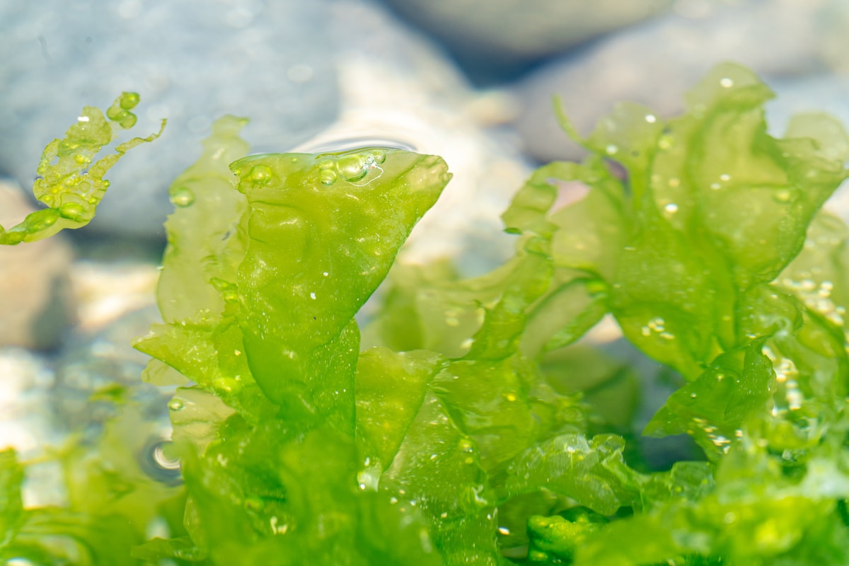 Algae breakthrough unlocks a sustainable, plant-based source of vitamin B12