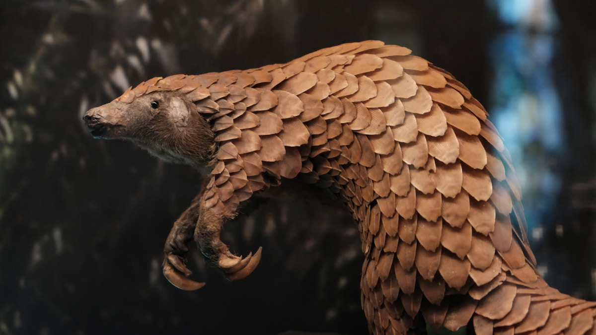 Century-Old Museum DNA Solves Pangolin Mystery, Offering Crucial New Shield Against Poaching