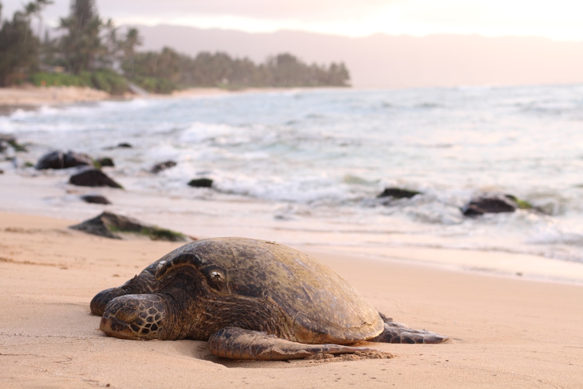 Coast Guard Rescues 220-Pound Loggerhead Sea Turtle and Her 100 Eggs
