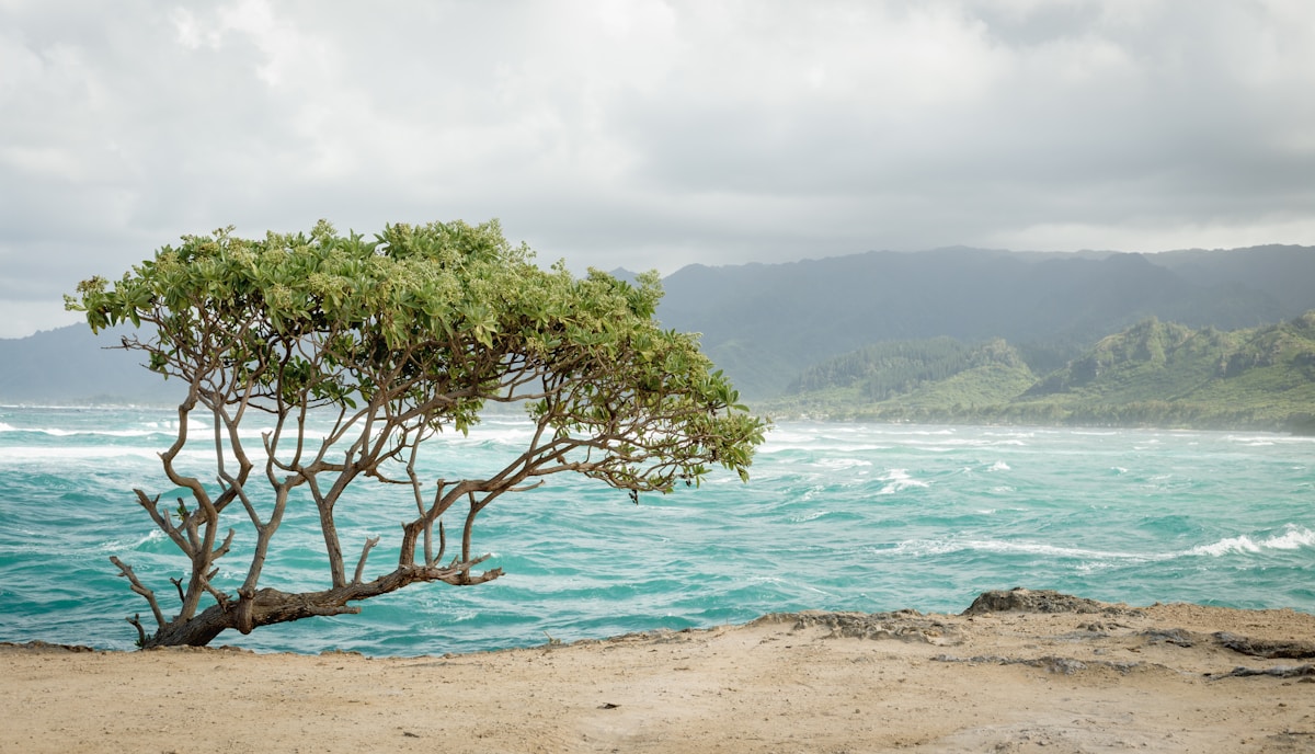 From Courtroom to Counsel: How Hawaii Youth Are Now Driving the State's Climate Action